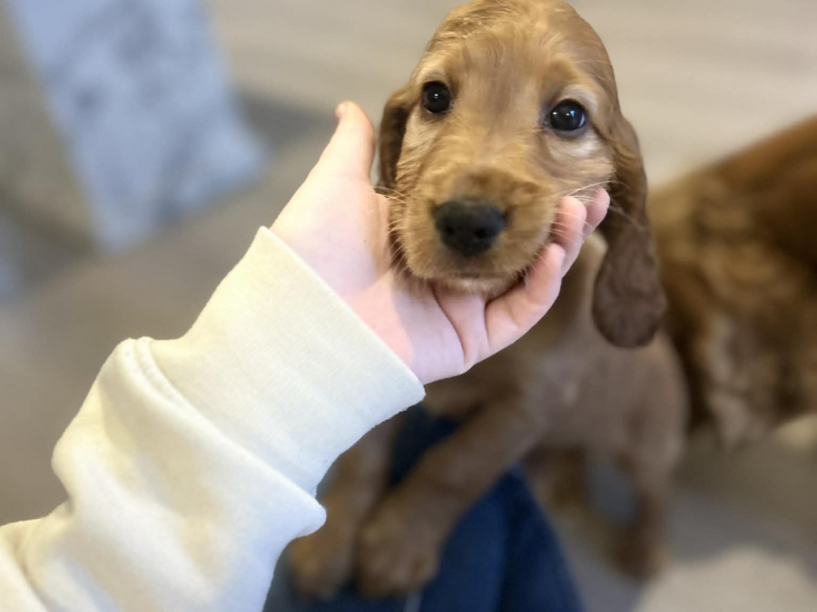 Golden Cocker Spaniels 1