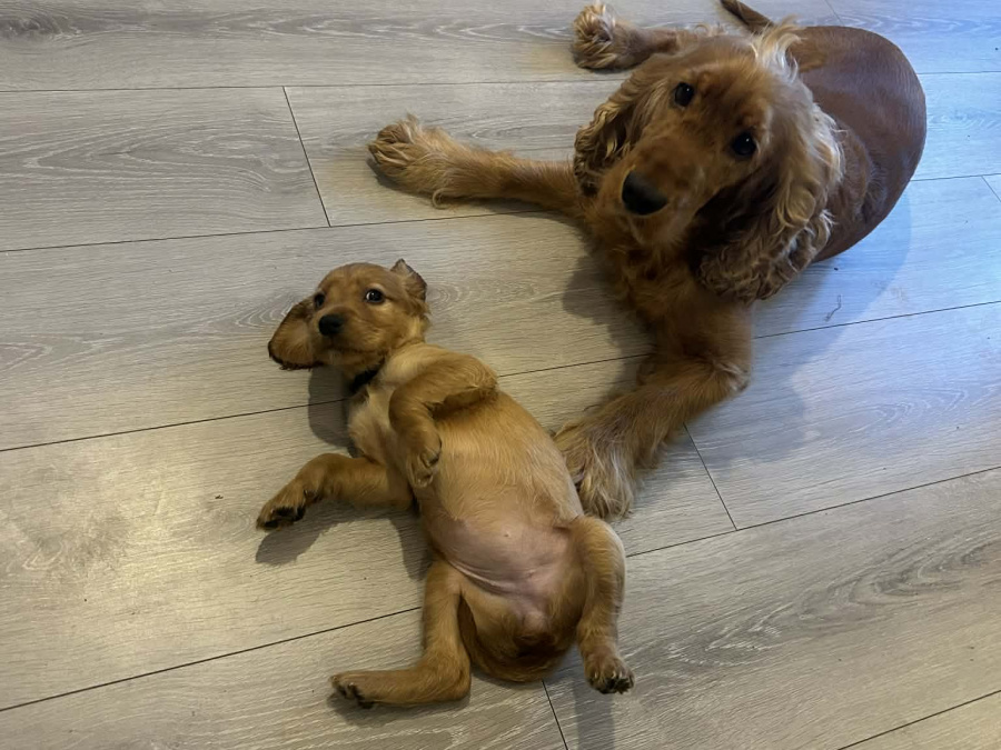 Golden Cocker Spaniels 5