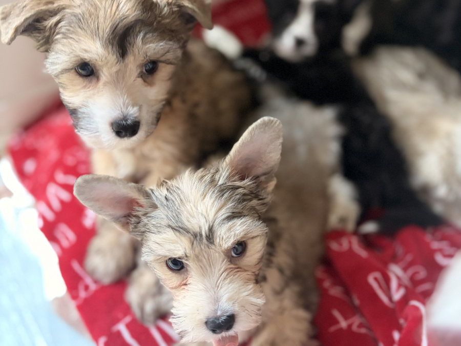 Chinese crested puppies for sale 2