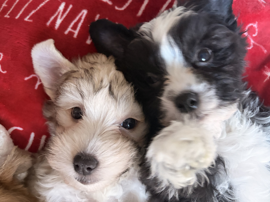Chinese crested puppies for sale 3
