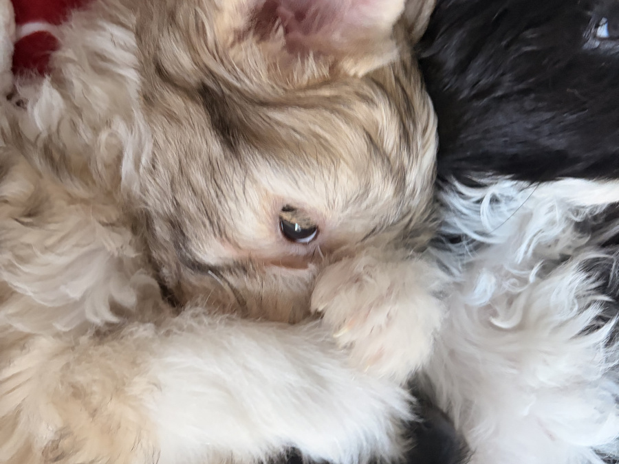 Chinese crested puppies for sale 10