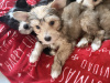 Chinese crested puppies for sale 6