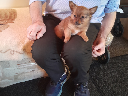 Full breed pomperian