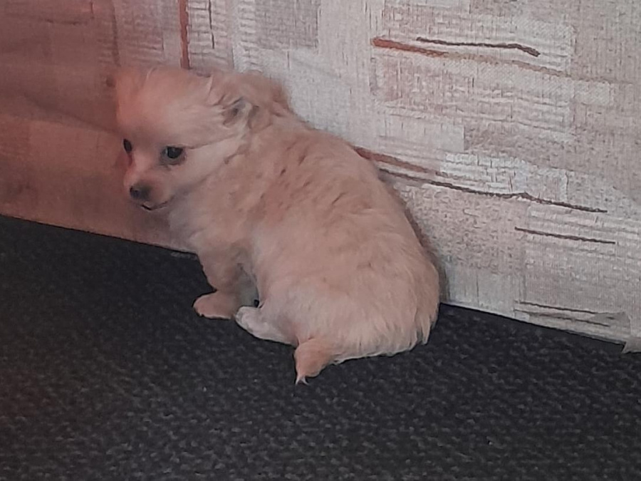 Full bred  pomperian puppy 3