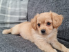 Malte Cavapoo Pups 1