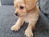 Malte Cavapoo Pups 3