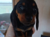 Pure miniature dachshund girl pra clear 2