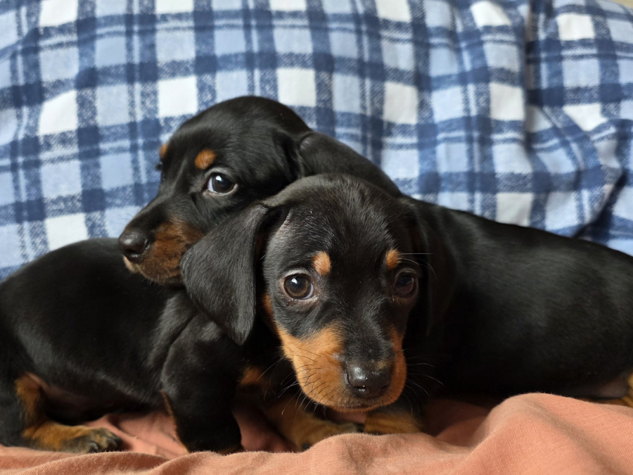 Miniature dachshund puppies in Dublin 1