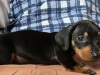 Miniature dachshund puppies in Dublin 3