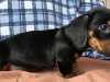 Miniature dachshund puppies in Dublin 4