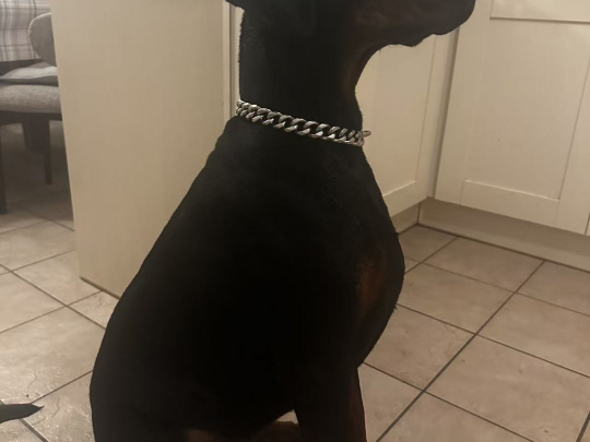 Lovely Purebred Dog Looking for a New Home