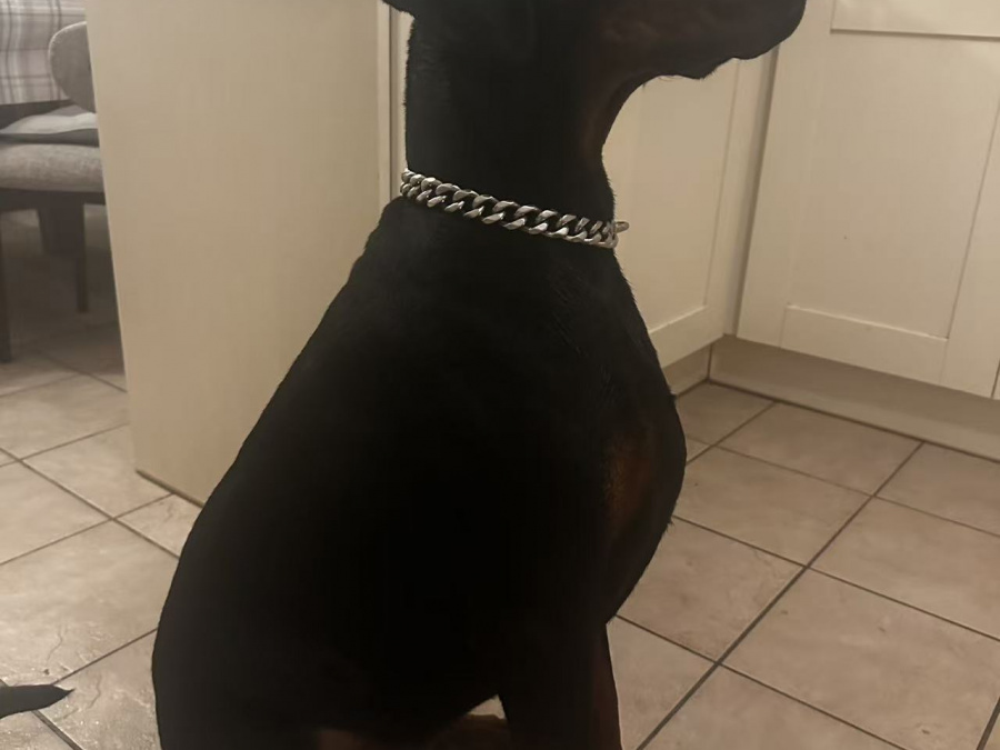 Lovely Purebred Dog Looking for a New Home 1