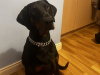 Lovely Purebred Dog Looking for a New Home 2