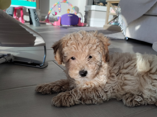 Poochon puppy