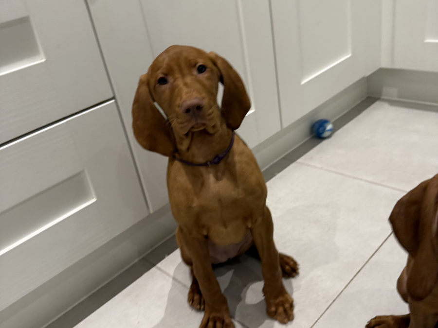 IKC Registered Hungarian Vizsla puppies – Exceptional Bloodlines 5
