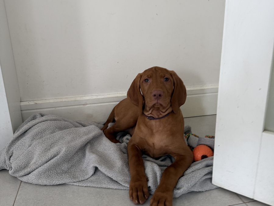 IKC Registered Hungarian Vizsla puppies – Exceptional Bloodlines 4