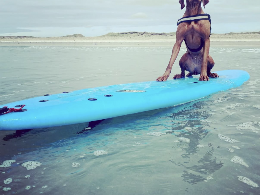 IKC Registered Hungarian Vizsla puppies – Exceptional Bloodlines 8