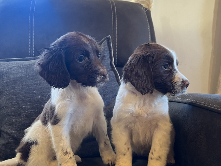 Springer spaniel puppies 1