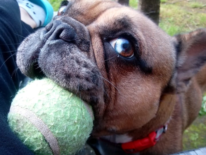 Blue Merle French bulldog X Bullmastif 1