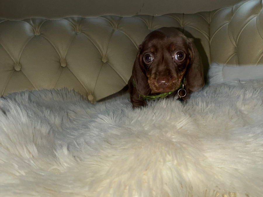 Dachshund puppies ikc 6