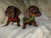 Dachshund puppies ikc 1