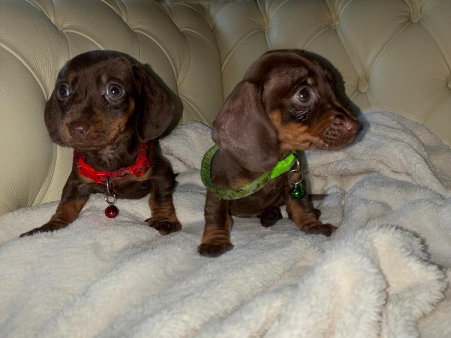 Dachshund puppies ikc 1
