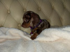 Dachshund puppies ikc 4