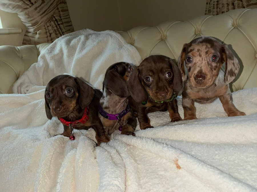 Dachshund puppies ikc 8