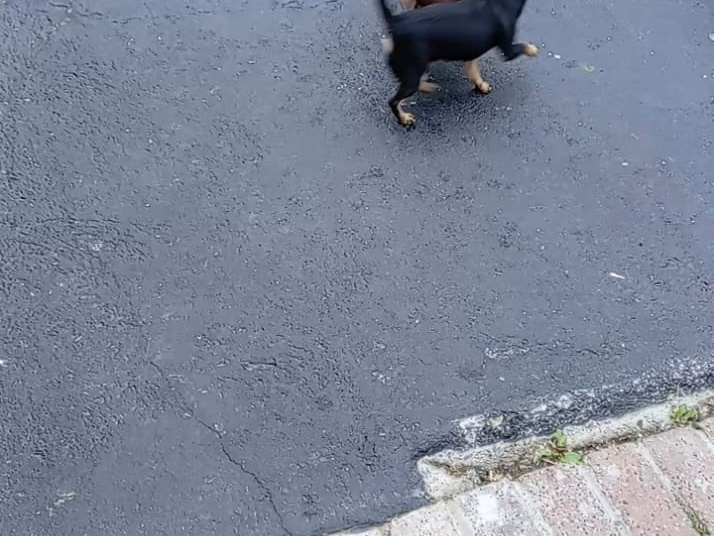 Beautiful chihuahuas 4