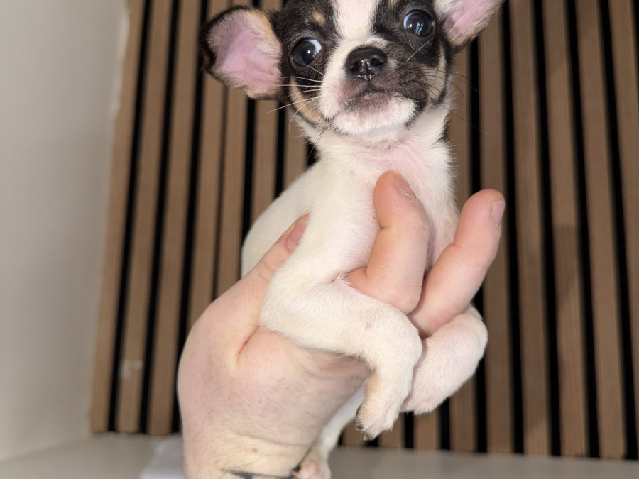 Purebred teacup chihuahua for sale 1