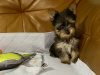 Cute black/gold Yorkshire terrier boy 3