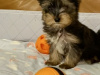 Cute black/gold Yorkshire terrier boy 4