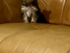 Cute black/gold Yorkshire terrier boy 2