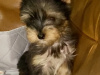 Cute black/gold Yorkshire terrier boy 1