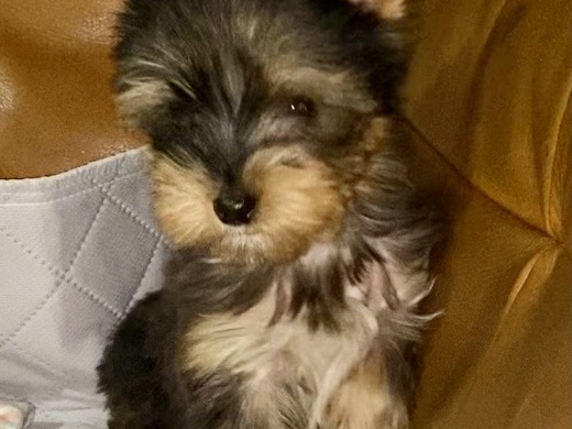Cute black/gold Yorkshire terrier boy