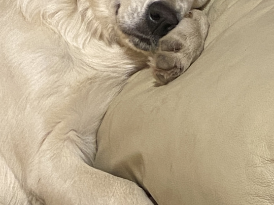 Golden Retriever Puppy – 8 Months, Pedigree, Microchipped & Vaccinated