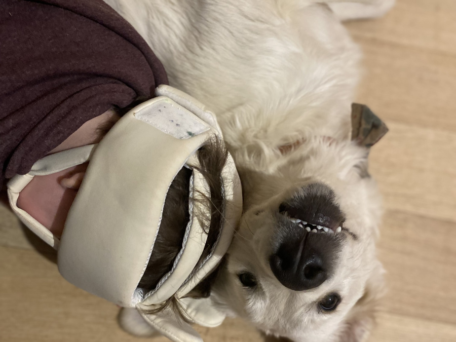 Golden Retriever Puppy – 8 Months, Pedigree, Microchipped & Vaccinated 3