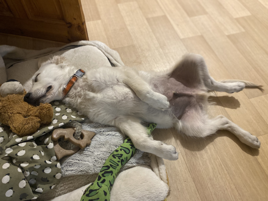 Golden Retriever Puppy – 8 Months, Pedigree, Microchipped & Vaccinated 6