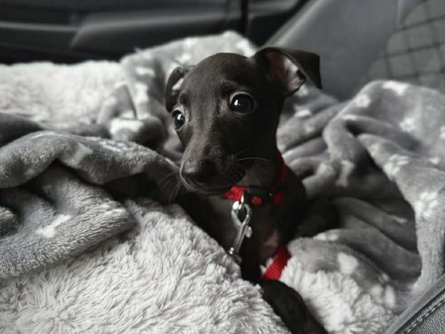Petite Italian greyhound pups 3