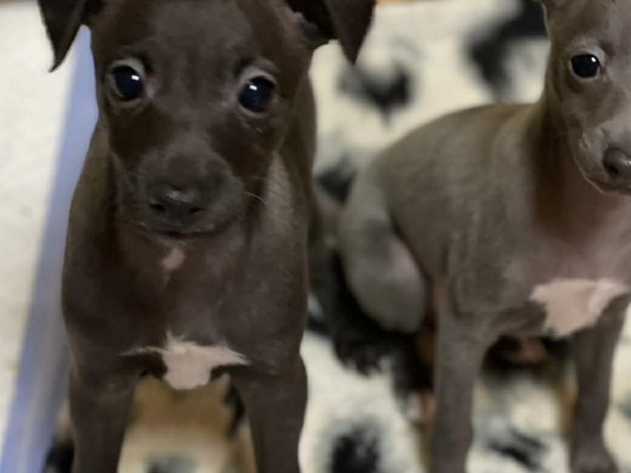 Petite Italian greyhound pups 5