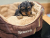 Miniature Yorkshire terrier pups for sale 1