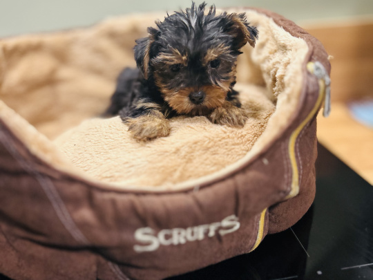 Miniature Yorkshire terrier pups for sale