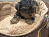 Miniature Yorkshire terrier pups for sale 2