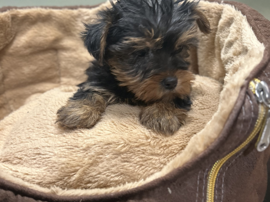Miniature Yorkshire terrier pups for sale 2