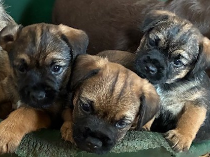 Beautiful Pedigree Male Border Terrier Pups