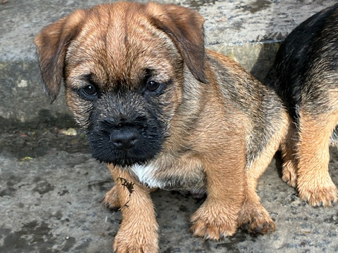 Beautiful Pedigree Male Border Terrier Pups 5