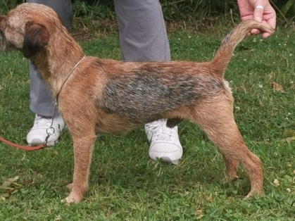 Beautiful Pedigree Male Border Terrier Pups 6