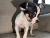 Purebred teacup chihuahua for sale 2