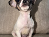 Purebred teacup chihuahua for sale 3