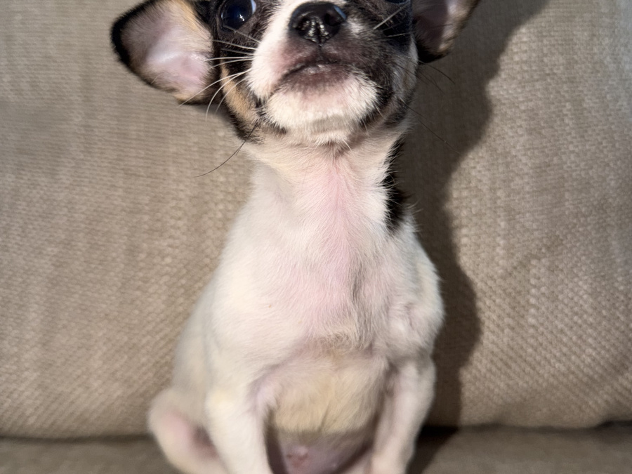 Purebred teacup chihuahua for sale 3
